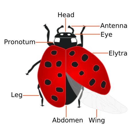 The Facts About How Ladybugs Help Humans Dengarden