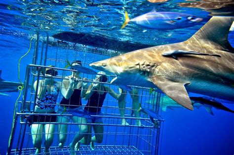 Go Cage Diving With Sharks South Africa Travel Guide South Africa