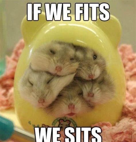Hamster Edition Meme Cute Hamsters Funny