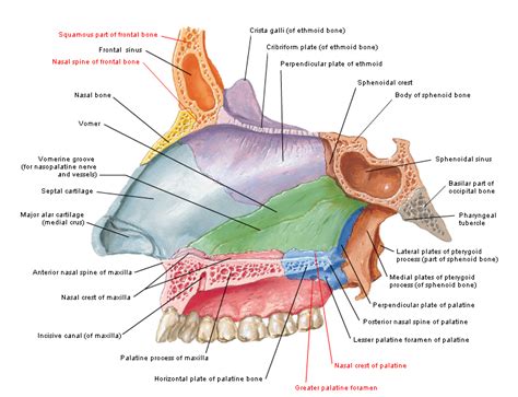 Nasal Septum Anatomy