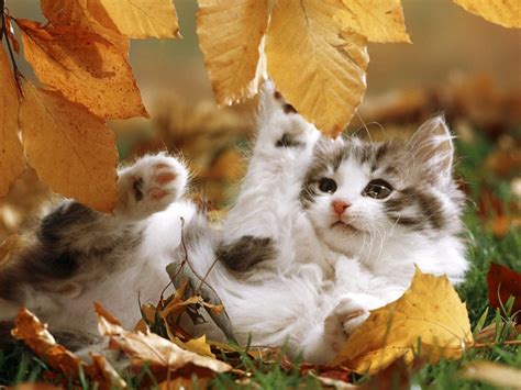 Cute kitten is part of the cute animals wallpapers collection. Autumn Kitten Playing Wallpaper | Free HD Cat Images