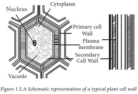The middle lamella is a pectin layer which cements the cell walls of two adjoining plant cells together. Subcellular organelles - Cell Biology