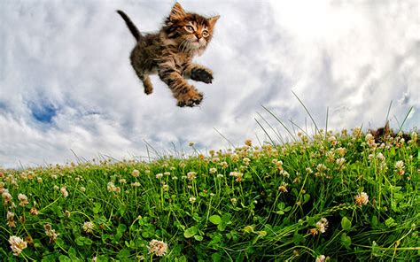 Seth Casteel Photographs Cats Mid Air Pets