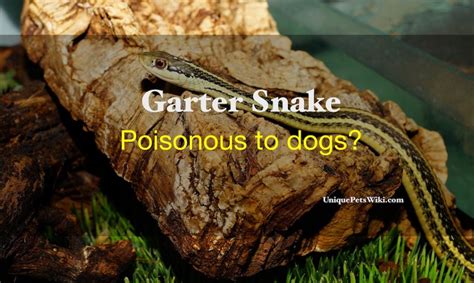 Learn answers to these questions verified by medical experts and learn to protect yourself from black widows and other spiders. Are garter snakes poisonous to dogs? - UniquePetsWiki