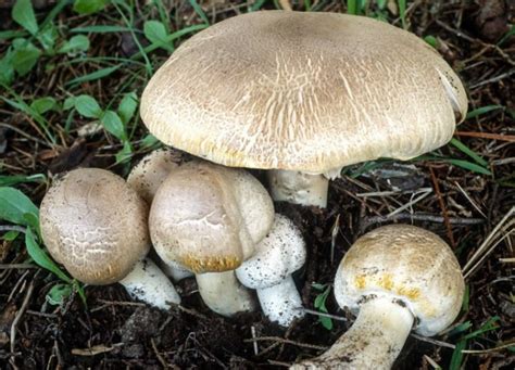 Top 10 Poisonous Mushrooms Which Are Just Not Worth It To Put In The