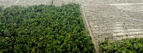 Tree plantations are not forests. 10th Anniversary of the International Day of Struggle against Monoculture Plantations | WRM in ...