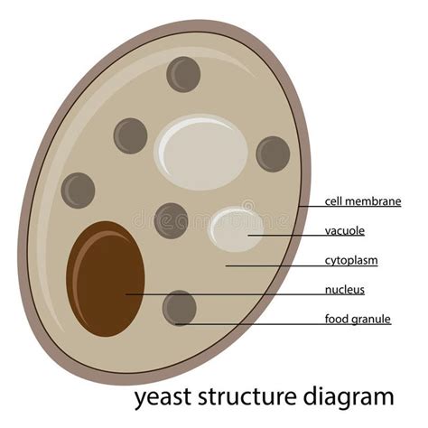 Vector Yeast Structure Vector Illustration Of Yeast Structure With