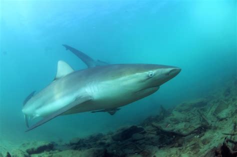 Endangered Sharks Rays Caught In Protected Med Areas