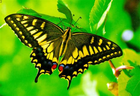 Butterfly Pictures Images