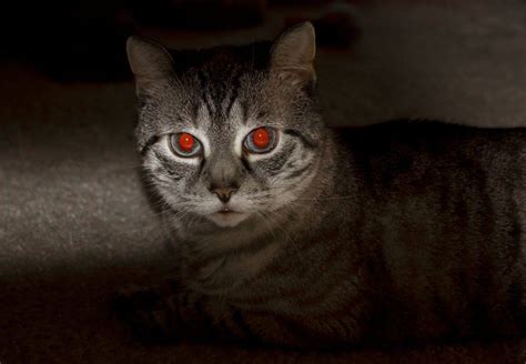 Why Do Cat Eyes Glow