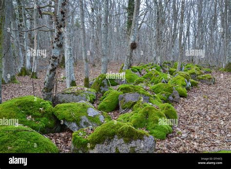Mossy Green Rocks Hi Res Stock Photography And Images Alamy