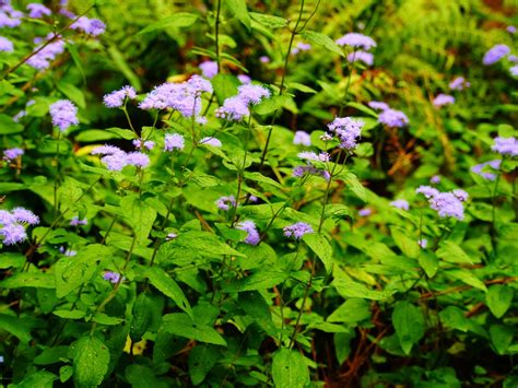 Although lilac refers to a color having a purple shade, blooms of this shrub having more than 100 varieties, these bushes are rich in nectar so they are ideal to grow if you want to attract butterflies and hummingbirds to your garden. gardens@duke: Plant spotlight: Blue Mistflower