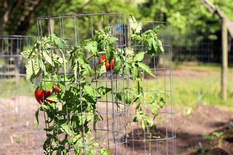 How To Use Tomato Cages Hgtv