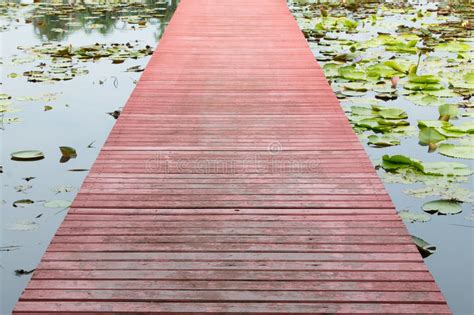Wooden Walkway Stock Photo Image Of Forest Jungle Pathway 77748950
