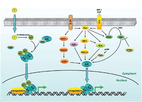 Summary Of The Major Androgen Receptor Signaling Pathways In Prostate
