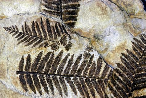Fossilized Ferns Triassic Karnische By John Cancalosi