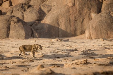 Even the tiniest of cacti can have several feet of roots surrounding them. 5 Ways Namibia's Desert-Adapted Lions Will Awe You