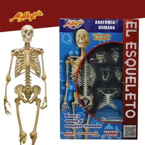 Esqueleto Anatomia Humana Huesos Juguete Mi Alegria