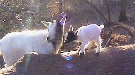 Nebraska Goats In The Woods And Garden Youtube