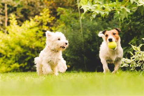 Dogscaping 6 Ways To Create A Pet Friendly Backyard D Magazine