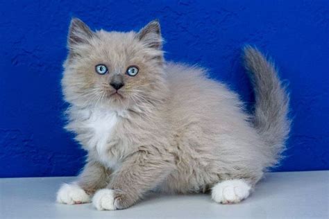 Here is a picture of a blue mink mitted: Ragdoll Kittens for Sale Near Me | Ragdoll kitten, Ragdoll ...