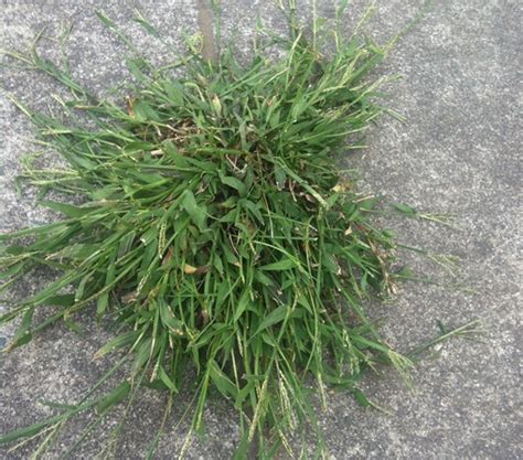 Weed Identification Guide To The 8 Most Common Weeds