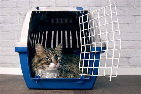 Acclimating Your Cat To A Carrier Winnebago County Animal Services