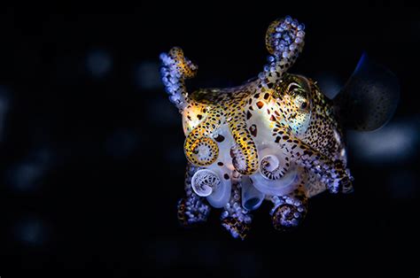 Brilliant Photos Of The Bobtail Squid Abc News