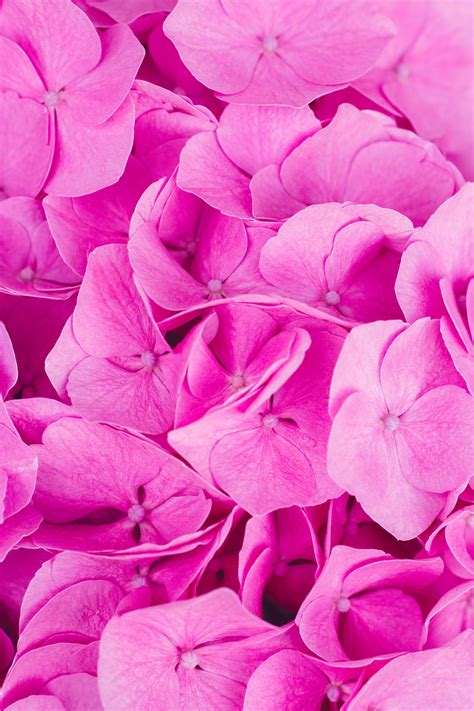 Select from premium pink peony of the highest quality. 100+ Pink Flower Images | Download Free Pictures On Unsplash