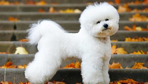 This cross eventually produced a family of dogs known as barbichons, which was later shortened to bichons. Bichon Frise Puppies For Sale | Greenfield Puppies