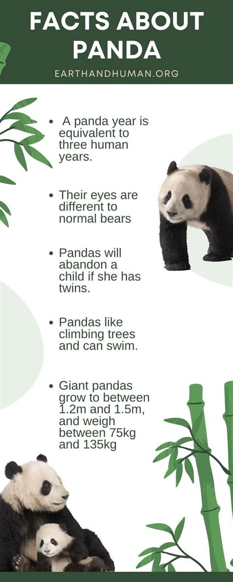 Facts About Panda Panda Facts Panda Facts For Kids Panda Habitat