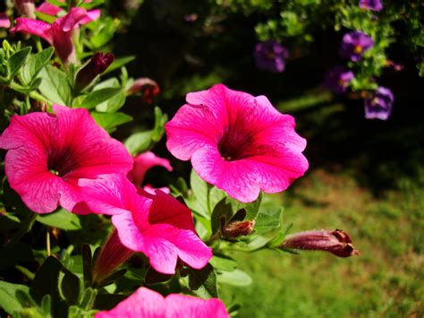 Asisbiz Spring Flowers Malaney Queensland Australia 09