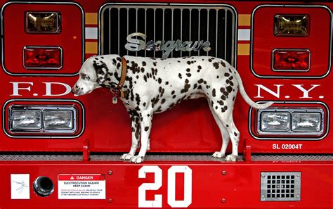Fire Dog Photograph By Bryan Hochman Pixels