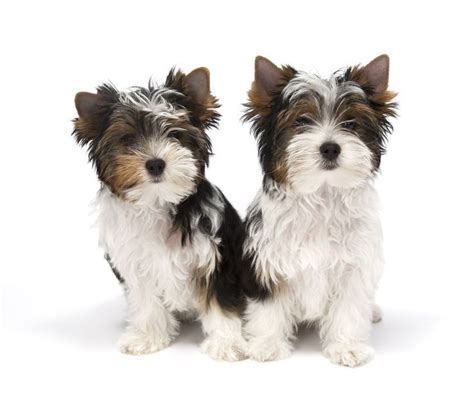 Check spelling or type a new query. Biewer Terrier | Yorkshire terrier puppies, Biewer yorkie ...