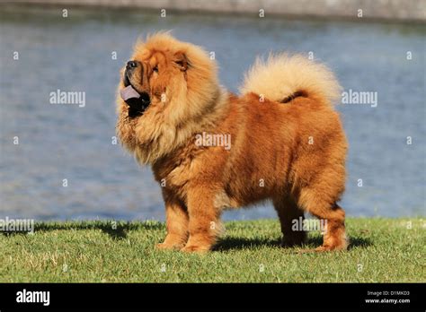 Dog Chow Chow Chow Chow Adult Red Standard Profile Stock Photo Alamy
