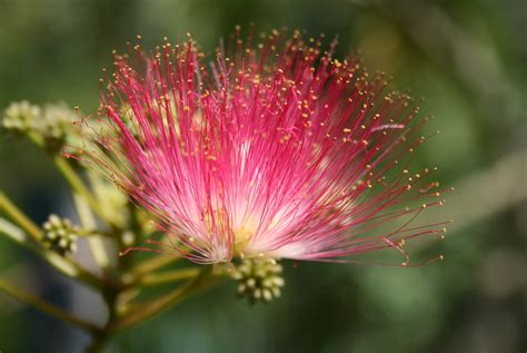 This Is The Beautiful Flower Of The Persian Silk Tree Aka Pink Siris