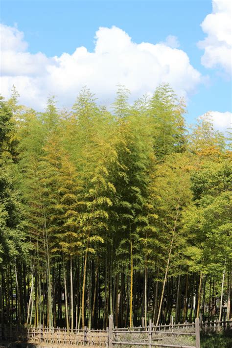 It is not surprising that the california state tree is also one of its most famous identifiers. The Best Fast-Growing Evergreen Trees, Solved! - Bob Vila