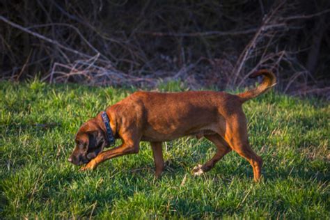 Kennel Club Dog Breeds Hound Group Pets
