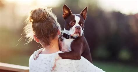 6 señales de que tu perro te eligió su dueño y líder