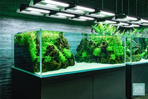 Making of nature aquarium aquascape, which recreates nature within an aquarium, starts with making up the composition. Tokyo Sumida Nature Aquarium By Takashi Amano Glass Aqua T ...