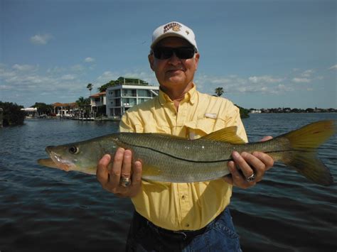 Best Snook Lures For Florida Fishing Siesta Key Fishing Charters