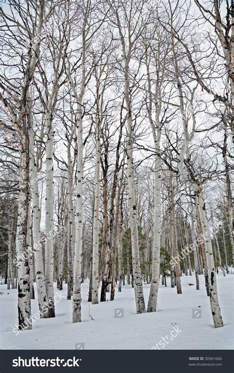 Aspen Trees In Winter Stock Photo 30961666 Shutterstock