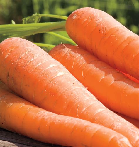 How To Grow Carrots From Seed West Coast Seeds