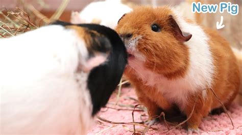 New Guinea Pig Introduction Youtube