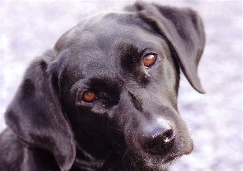 Adult Black Labrador Retriever Labrador Dog Animal Pet Cute