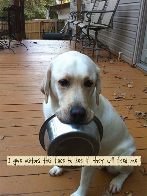 214 Best Images About The Best Of Dog Shaming On Pinterest