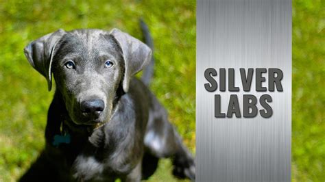 They have a very keen sense of smell. Silver Lab Puppies: Amazing Facts About The Silver ...