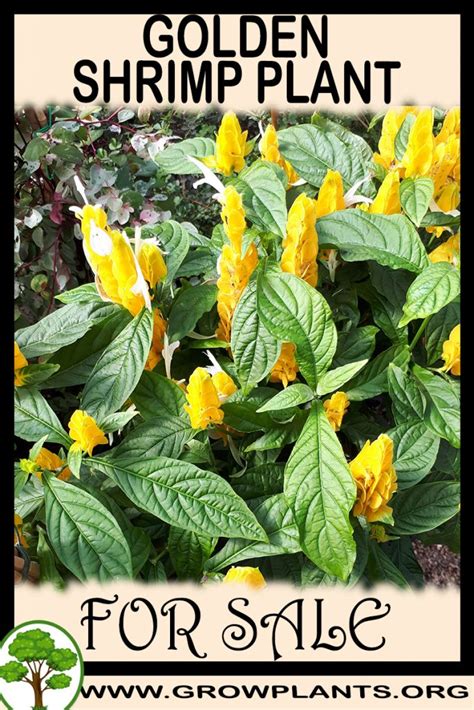 Please click here to see the shrimp profile explaining the keeping and breeding conditions for this species. Golden shrimp plant for sale - Grow plants