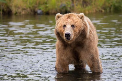 Meet The Giant Brown Bear Of Kodiak Island About Wild Animals