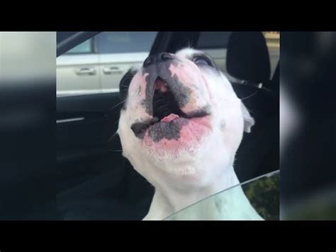 Hilarious Dog Sounds Exactly Like An Opera Singer Dog